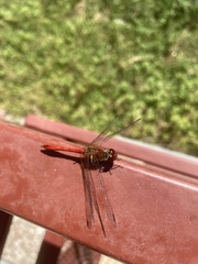 Sympetrum sanguineum