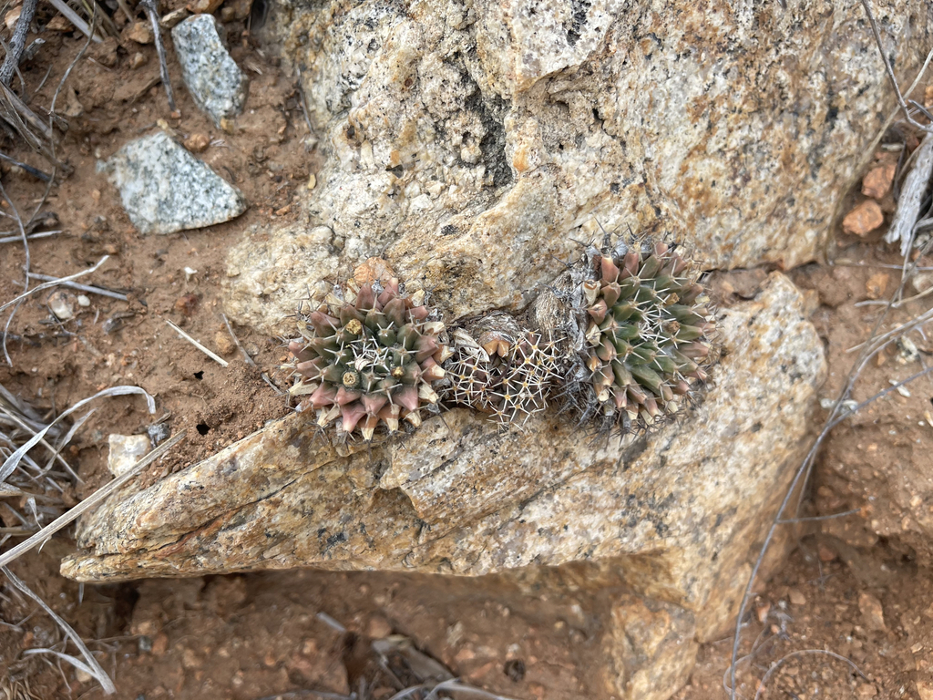 Mammillaria peninsularis