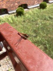Sympetrum sanguineum