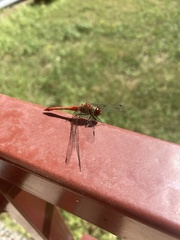 Sympetrum sanguineum