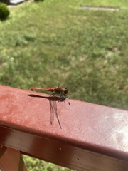 Sympetrum sanguineum