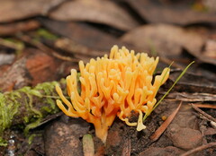 Ramariopsis crocea