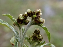 Gnaphalium polycaulon