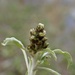 Manystem Cudweed - Photo (c) cinclosoma, some rights reserved (CC BY-NC), uploaded by cinclosoma