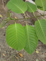 Neolamarckia cadamba