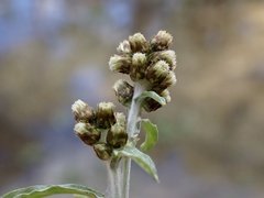 Gnaphalium polycaulon