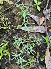 Gnaphalium polycaulon