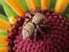 Carrhotus xanthogramma