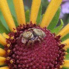Carrhotus xanthogramma