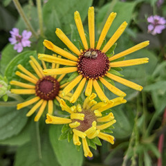 Carrhotus xanthogramma