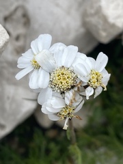 Achillea atrata
