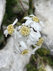 Achillea atrata