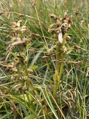 Dactylorhiza viridis