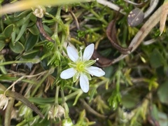 Moehringia ciliata
