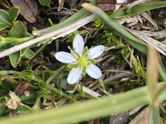 Moehringia ciliata