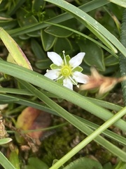 Moehringia ciliata