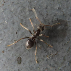 Lasius japonicus