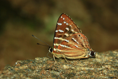 Dodona dipoea