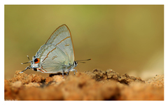 Hypolycaena erylus