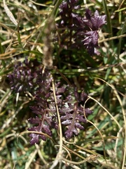 Pedicularis kerneri