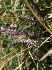Pedicularis kerneri