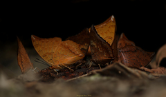 Charaxes