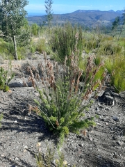 Thamnochortus cinereus