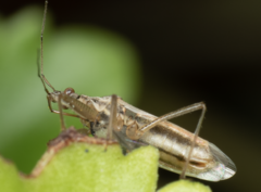 Nabis limbatus