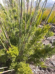 Thamnochortus cinereus