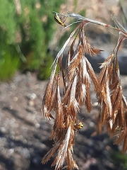 Thamnochortus cinereus