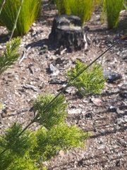 Thamnochortus cinereus