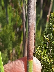 Thamnochortus cinereus