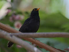 Turdus merula