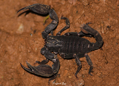 Scorpiops
