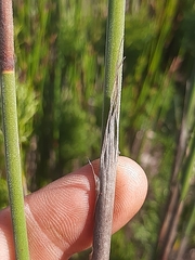Thamnochortus cinereus