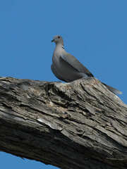 Streptopelia decaocto