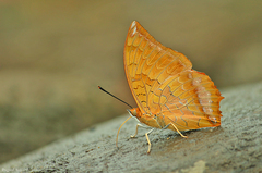 Charaxes marmax