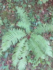 Oreopteris limbosperma