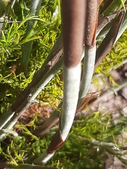 Thamnochortus cinereus