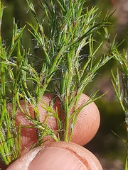 Thamnochortus cinereus