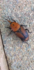 Rhynchophorus ferrugineus