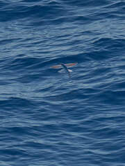Cheilopogon