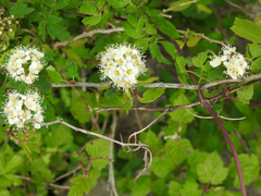 Physocarpus amurensis