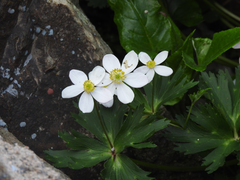 Anemonastrum chinense