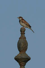 Passer domesticus