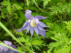 Clematis macropetala