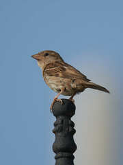 Passer domesticus