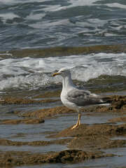 Larus michahellis