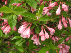 Weigela florida
