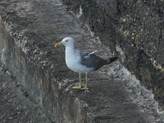 Larus michahellis